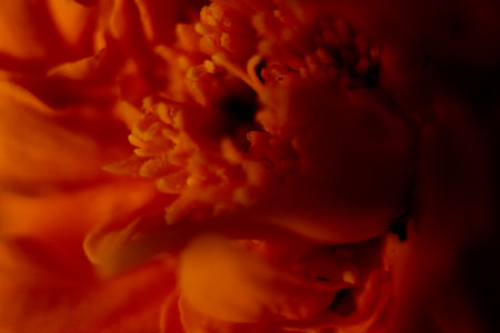 Close-up of a beautiful orange peony. Macro photography.の写真素材