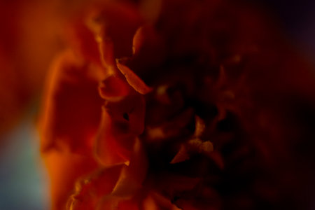 Macro photo of a red marigold flower with blurred backgroundの写真素材