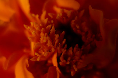 Macro shot of a beautiful marigold flower with shallow depth of fieldの写真素材