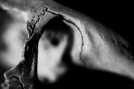 Black and white photo of human skull closeup. Abstract background.の写真素材