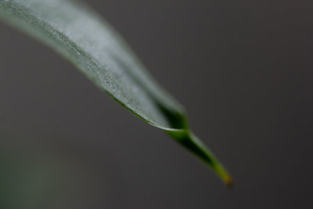 Leaf of a plant with water droplets on a dark backgroundの写真素材