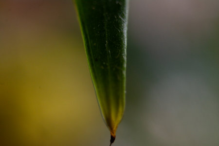 Close up of a green leaf with shallow depth of field and blurred backgroundの写真素材