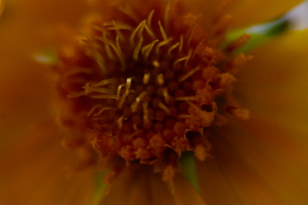 Macro photo of a yellow flower, macro photography of a flowerの写真素材