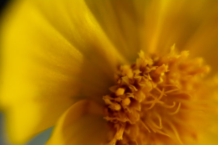 Macro shot of a yellow daisy flower, shallow depth of fieldの写真素材
