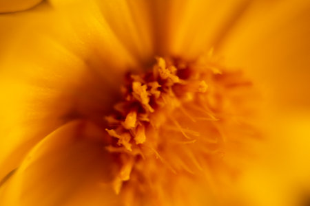 Macro shot of a yellow daisy flower, shallow depth of fieldの写真素材