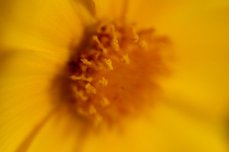 A macro shot of the center of a yellow daisy flower.の写真素材