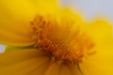 Close up of yellow cosmos flower on white background with selective focus.の写真素材