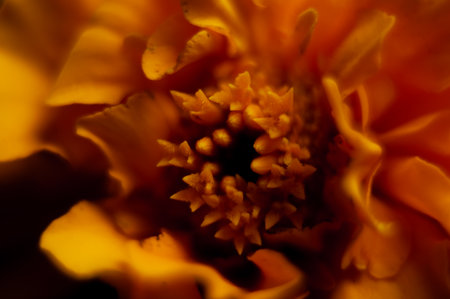 Macro shot of marigold flower. Shallow depth of field.の写真素材