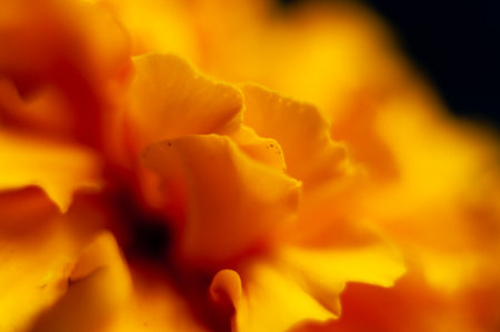 Macro shot of orange marigold flower. Shallow depth of fieldの写真素材