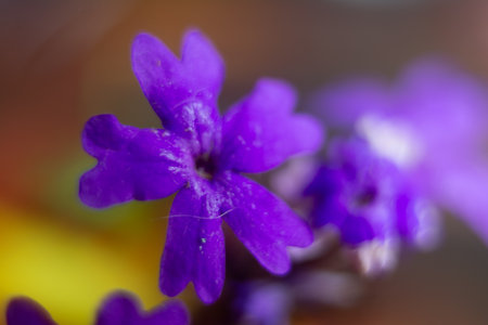 Close up of purple primrose flower. Macro shot with shallow depth of field.の写真素材