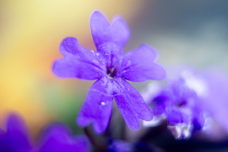 Macro of a purple flower with water droplets on petalsの写真素材