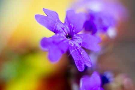 violet flower macro close up with shallow depth of field and blurred backgroundの写真素材