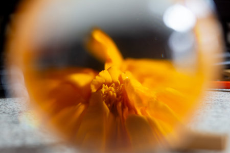 Macro shot of a daffodil in a glass ball