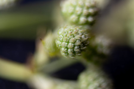 Macro detail of green shoots of broccoli. Shallow depth of field.
