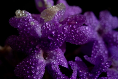 Purple flower with water drops on black background. Macro photography.の写真素材