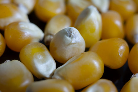 Close up of corn kernels on black background. Selective focus.