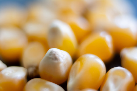 close up of corn seeds on a dark background, shallow depth of field
