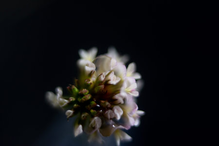 White clover flower on a dark background close-up macro photography