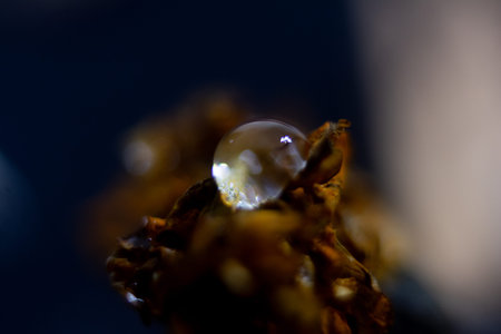 Macro shot of a water drop on a piece of wood.