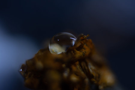 Macro shot of a water drop on a piece of wood.