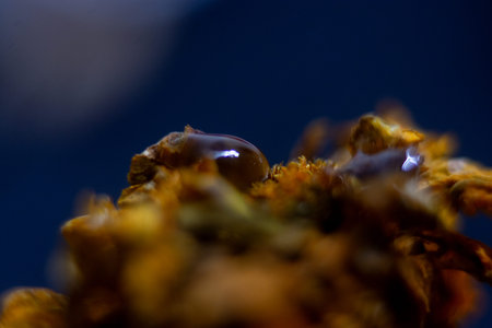 Macro shot of a marigold flower with drops of water