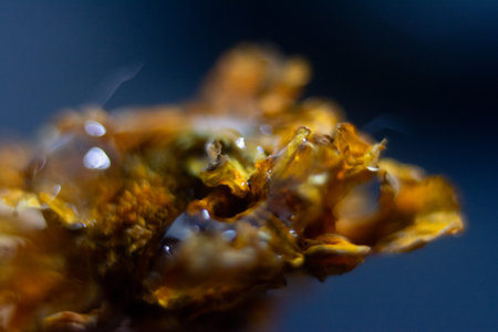 Macro shot of a fresh specimen on a black background.