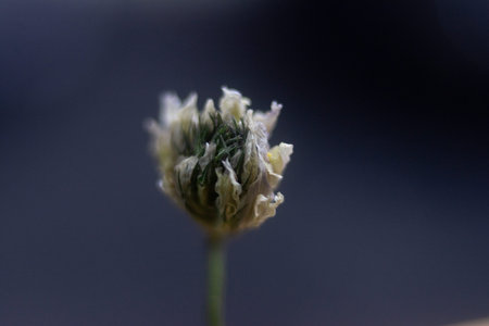Macro shot of a dried clover flower on a dark background