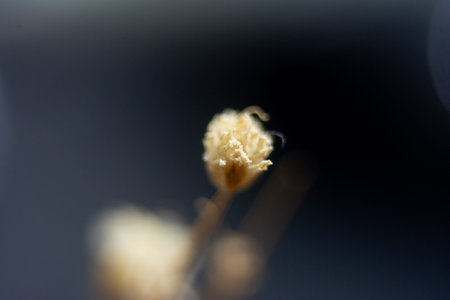 Macro shot of dry flower buds on black background. Shallow depth of field.