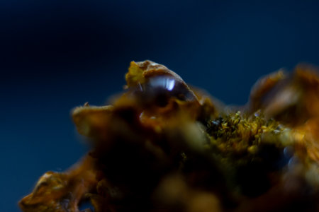 Macro of a bee on a flower. Shallow depth of field.の写真素材