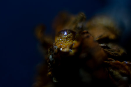 Macro detail of a dried pine cone on a dark blue backgroundの写真素材