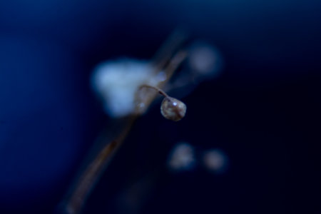 Macro photo of a small plant on a dark blue background.の写真素材