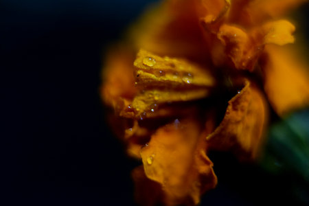 Close up of marigold flower on black background. Selective focus.の写真素材