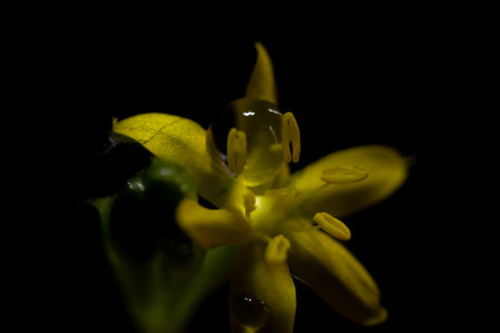 Yellow flower on a black background with water droplets. Macro.の写真素材