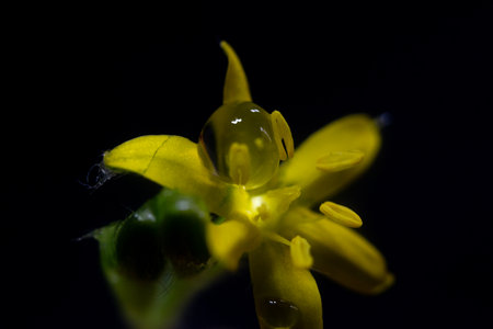 Yellow flower on a black background with water droplets. Macro.の写真素材