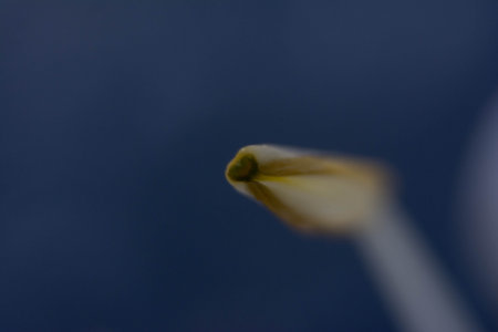 close up of a white tulip flower on a dark blue backgroundの写真素材