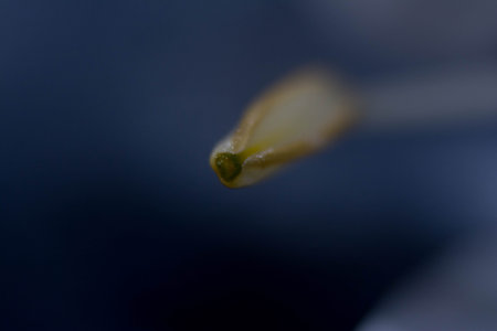 Macro shot of the seeds of a white crocus on a dark backgroundの写真素材