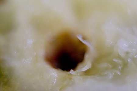 Macro detail of an apple core, with a shallow depth of fieldの写真素材