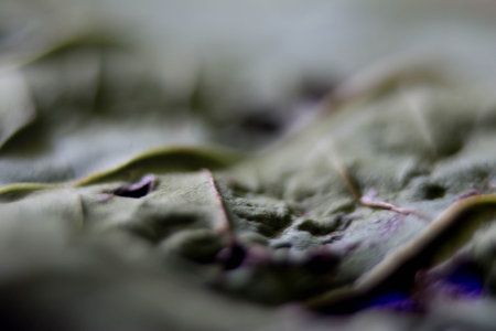 close up of a leaf of a swiss chard, selective focus