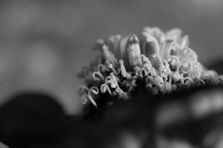 Black and white macro photo of a flower. Shallow depth of field.