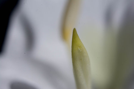 Close up of white lily flower, petals and stamensの写真素材