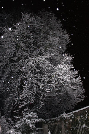 snowy tree2の写真素材