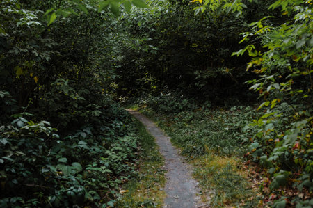 Curve road in forest. Deep autumn pine forest with warm sunlight illuminating green foliage....