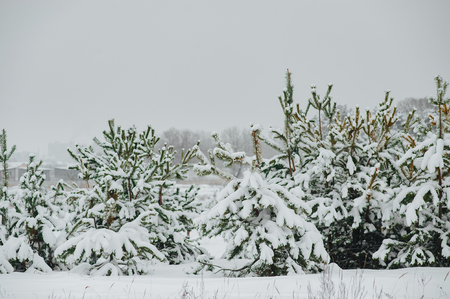 Winter day in the pine forest. Young green trees of pines covered snow.の写真素材