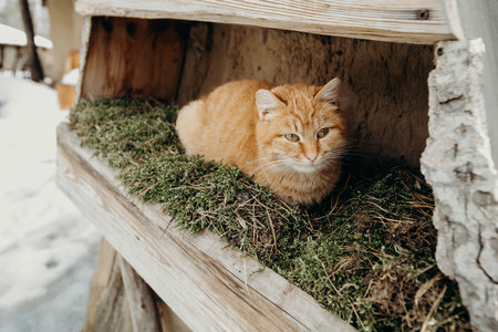 Beautiful fluffy ginger cat lying outdoor. Winterの写真素材