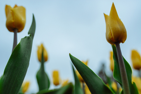 Holland yellow tulips and cloudy sky in the flower garden. Aerial view of the tulip-fields in springtime. Flowers background. Copy space. Flower blancet background. selective focusの写真素材