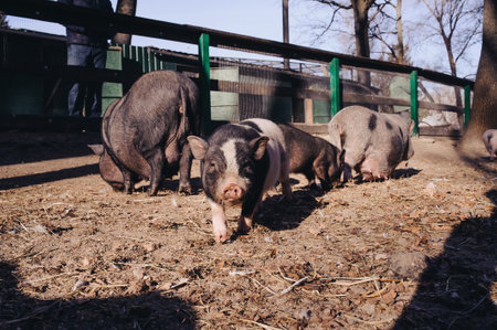 Little pigs outdoor on hay and straw at farm in the village waiting for food. Chinese New Year 2019. Zodiac Pig - yellow earth pig.のeditorial素材