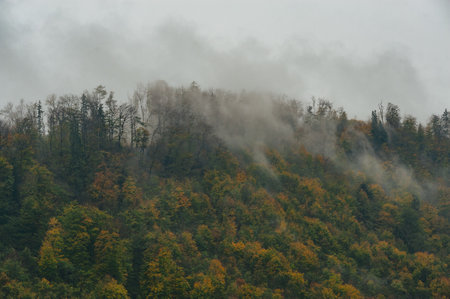 Autumn forest trees in Alpine. Beautiful rural landscape.のeditorial素材