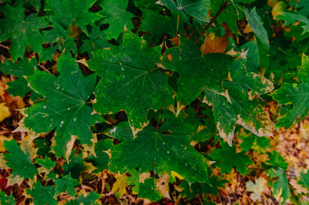 An autumn maple leaves. Season of nature colorful leaves