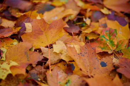 Autumn color maple leaves as background Group autumn orange leaves. Outdoor.