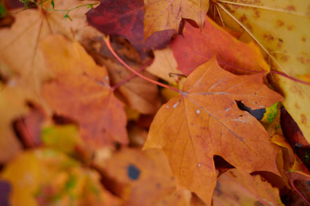Autumn color maple leaves as background Group autumn orange leaves. Outdoor.